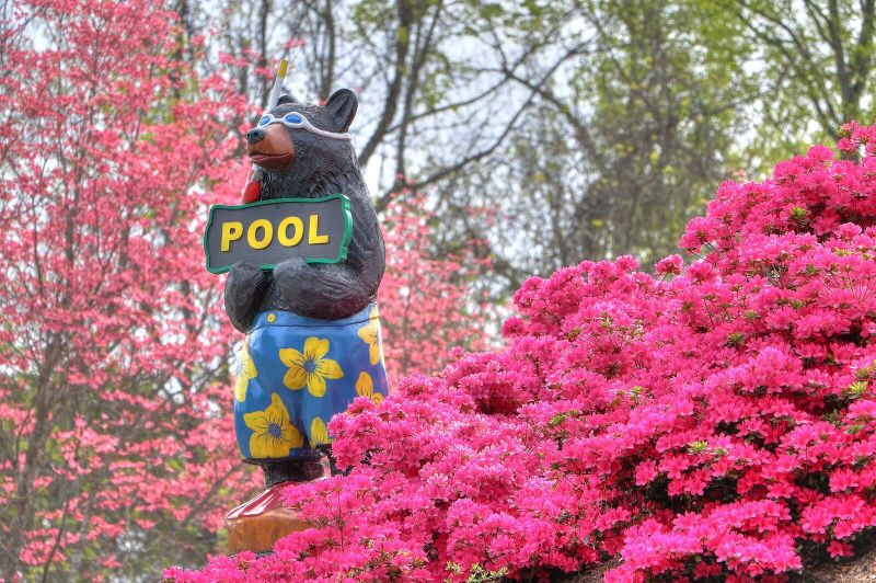 pool-bear-azaleas